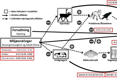 COAT predikerte oppgang i rypebestandene i Finnmark i år og dette samsvarer godt med FeFo’s takseringer